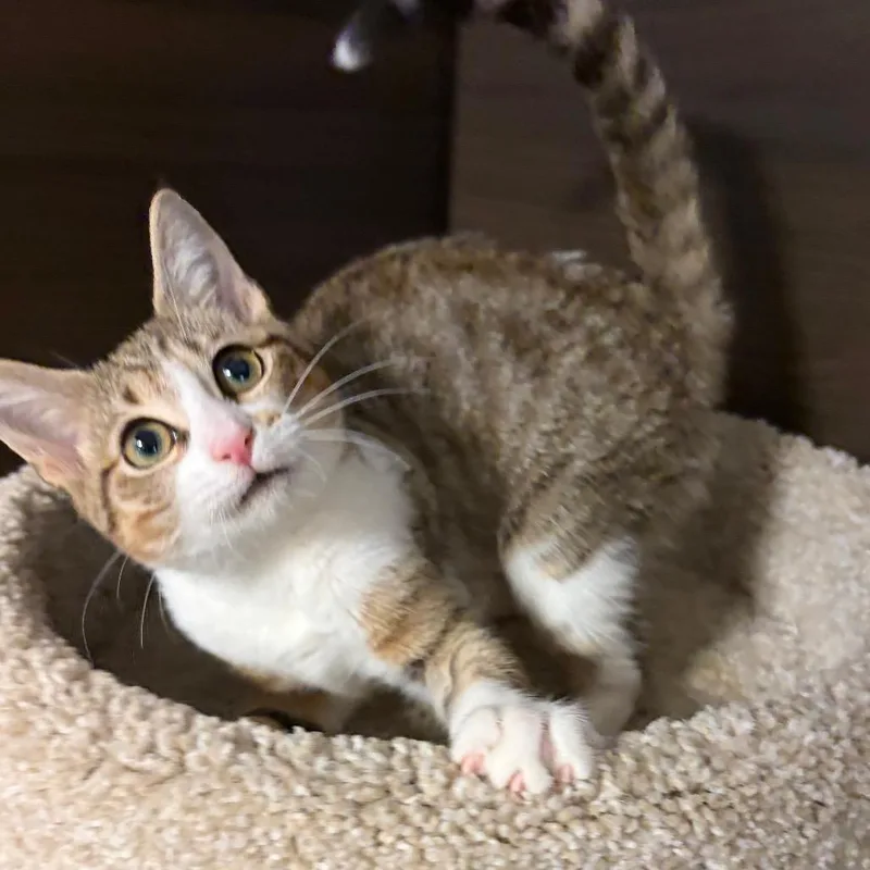 A baby small-sized female Brown / Chocolate Domestic Short Hair cat named Celestia for adoption in Hamburg, NY