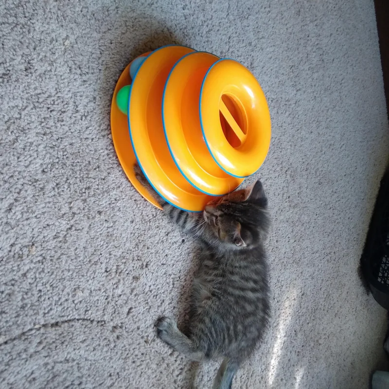 Jelly Bean