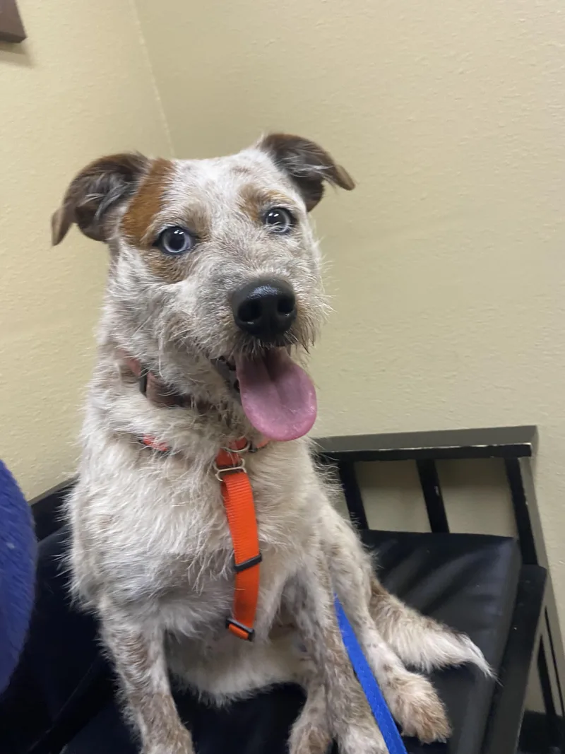 An adult medium-sized female German Wirehaired Pointer dog named Candace for adoption in Salem, OR