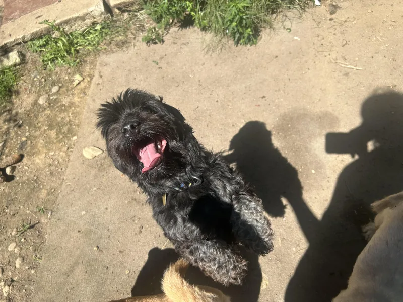 A young small-sized male Cavapoo dog named Oliver for adoption in Oak Ridge, NJ