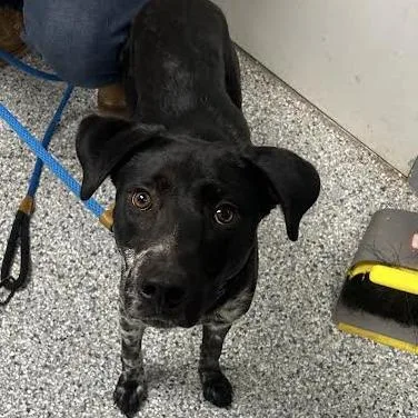 A young medium-sized male Labrador Retriever dog named Jerry for adoption in Birmingham, AL