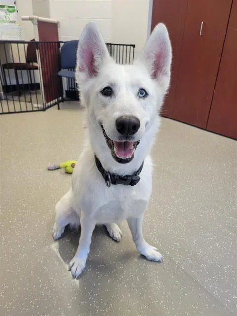 An adult medium-sized female Siberian Husky dog named Nymira for adoption in Fort Wayne, IN