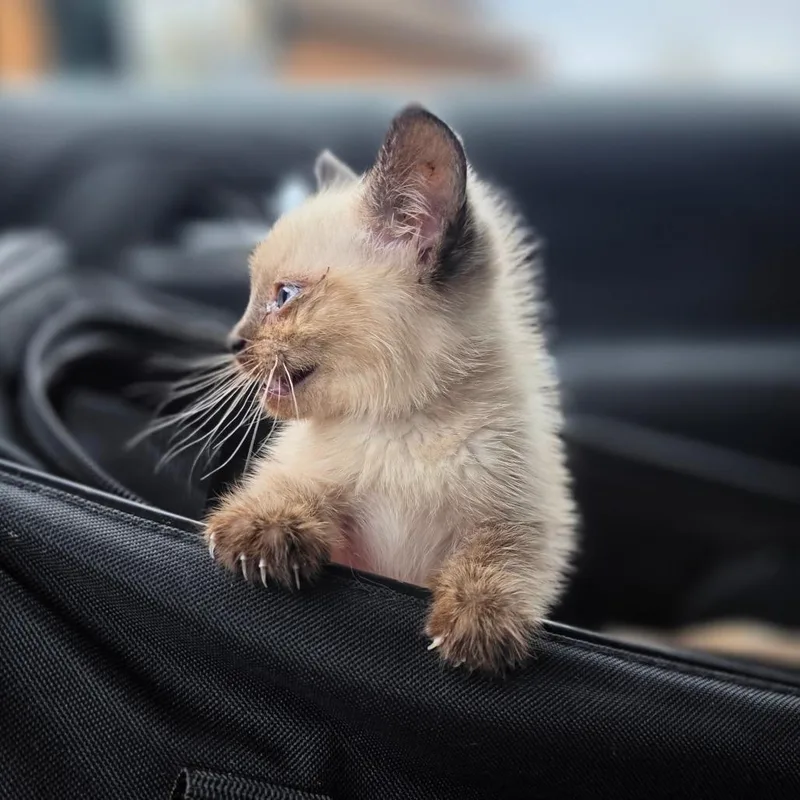 A baby small-sized female Seal Point Siamese cat named Chai for adoption in Alma, WI