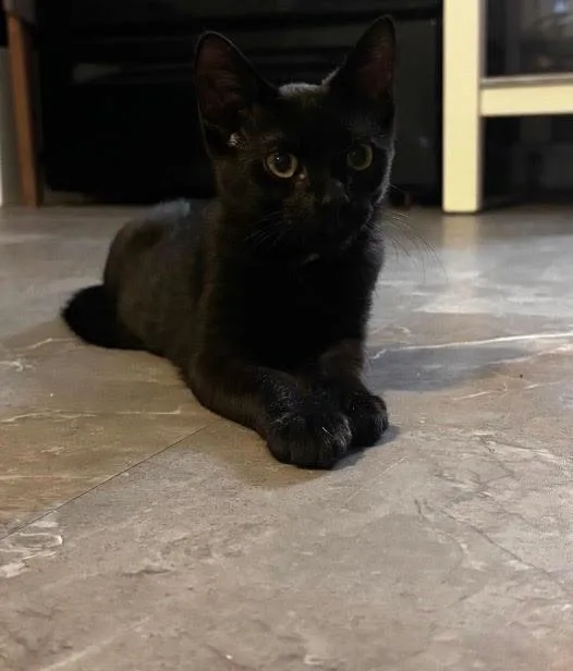 A baby small-sized male Black Domestic Short Hair cat named Marmalade for adoption in Herculaneum, MO