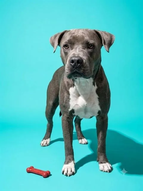 An adult medium-sized male Mixed Breed dog named Balerion for adoption in Jacksonville, FL