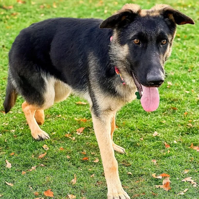 Twinkle Toes thumbnail 3