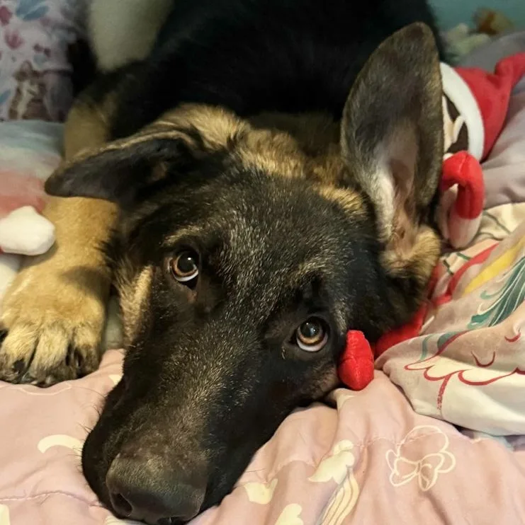 Twinkle Toes thumbnail 4