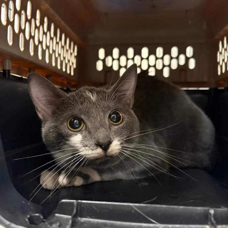 A young medium-sized female Gray / Blue / Silver Domestic Short Hair cat named Druid for adoption in Lynchburg, VA