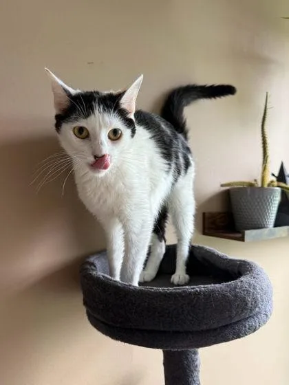 An adult medium-sized female Domestic Short Hair cat named Siriano for adoption in Berwick, PA