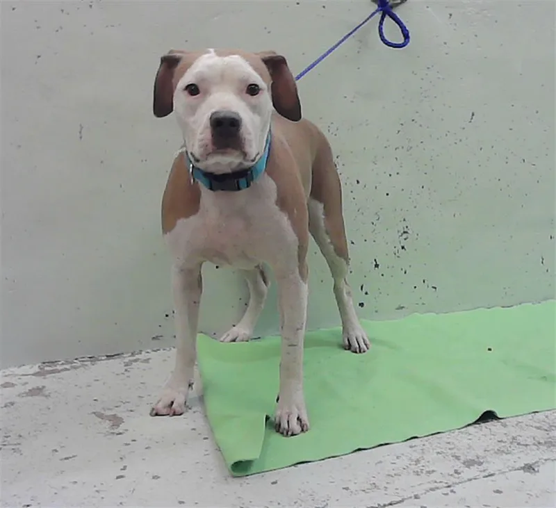 A young medium-sized female Staffordshire Bull Terrier dog named Charlie for adoption in Houston, TX