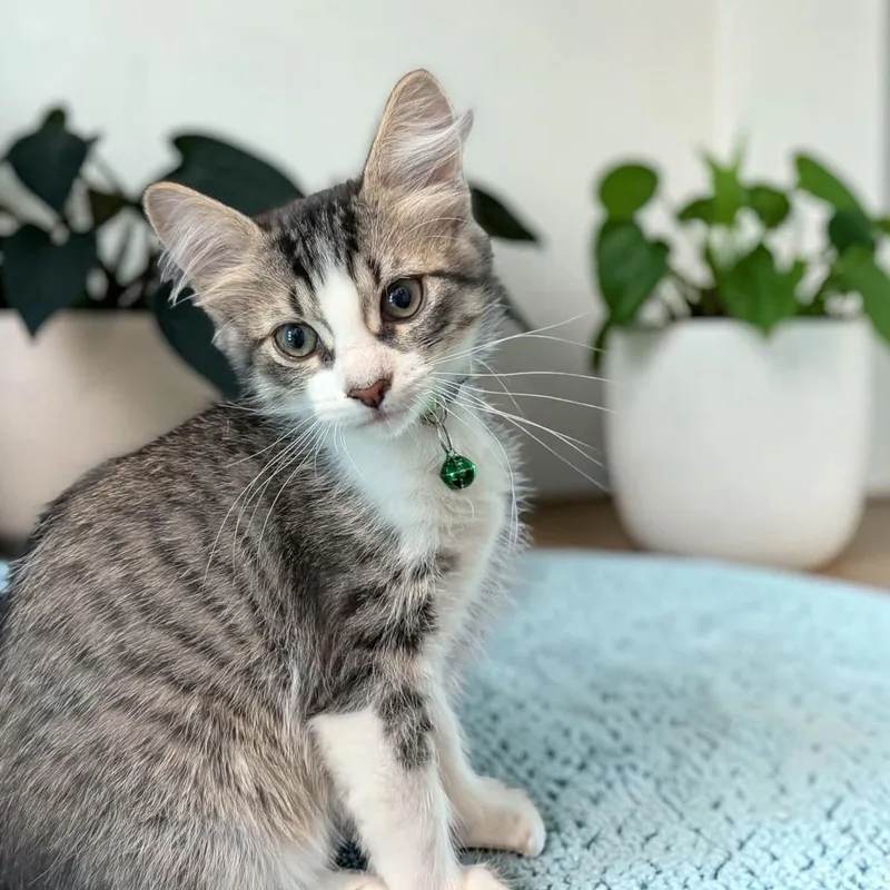 A baby medium-sized male White Domestic Short Hair cat named Joker for adoption in Fort Worth, TX