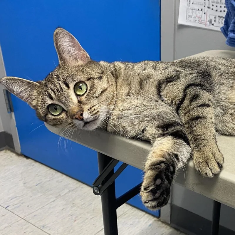 An adult medium-sized female Brown / Chocolate Domestic Short Hair cat named Huntrix for adoption in St. Paul, MN