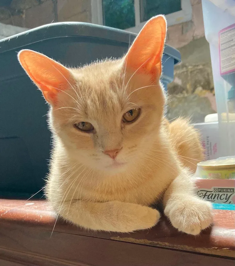 A young medium-sized female Buff / Tan / Fawn Domestic Short Hair cat named Buttercup for adoption in West Lafayette, IN