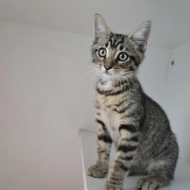 A baby small-sized male Brown / Chocolate Domestic Short Hair cat named Xyler for adoption in Dearborn, MI