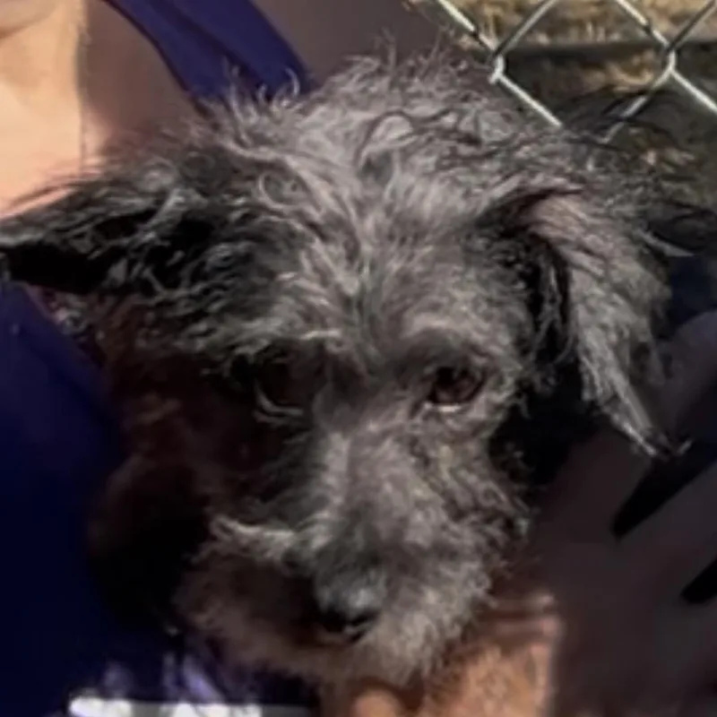 A young small-sized female Gray / Blue / Silver Terrier dog named Ash for adoption in Woodland, CA