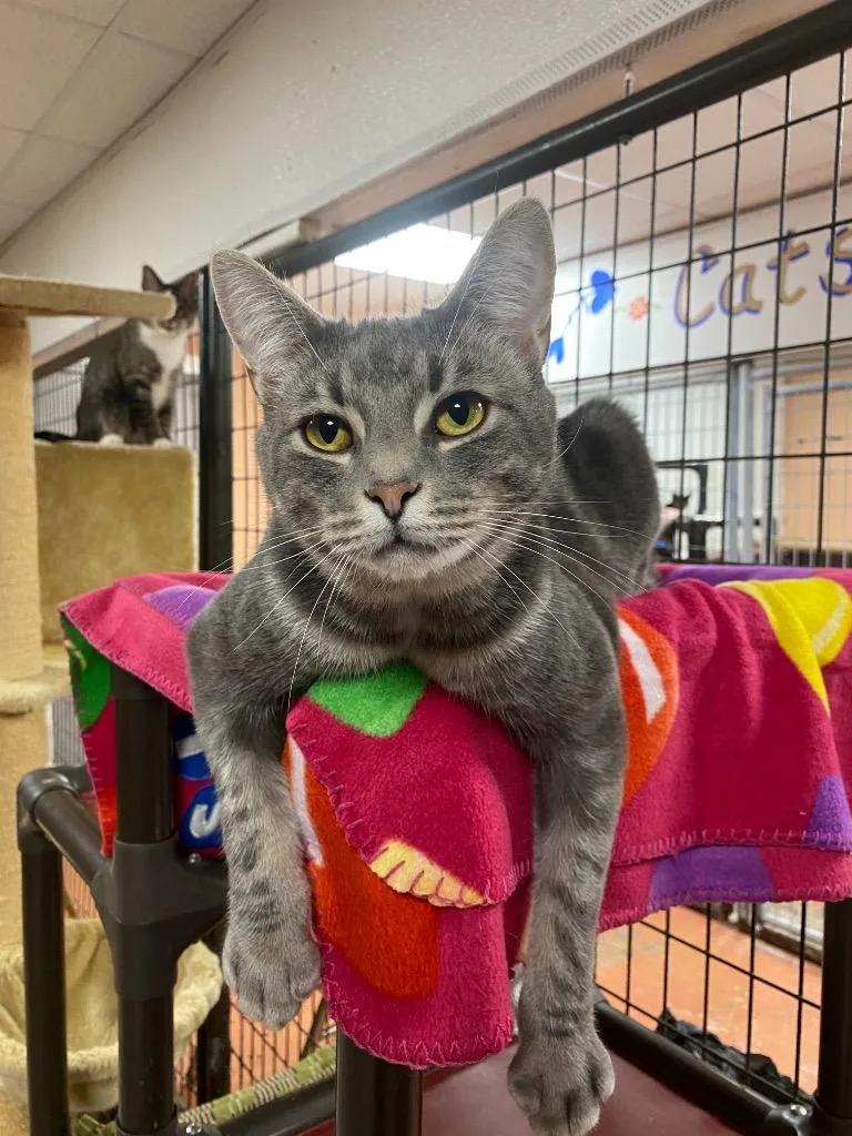 An adult large-sized male Domestic Short Hair cat named Costello for adoption in Olean, NY