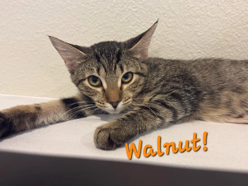 A young medium-sized male Domestic Short Hair cat named Walnut for adoption in Longwood, FL