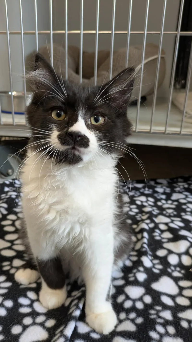 A baby medium-sized male Black & White / Tuxedo Domestic Medium Hair cat named Eric for adoption in Eureka, CA