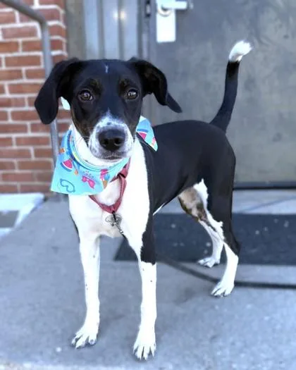 A young medium-sized female Hound dog named Double Shot for adoption in Madison, NJ