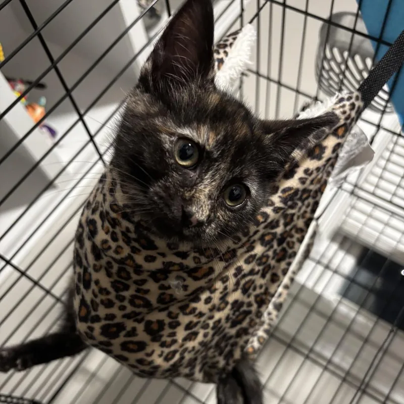A baby small-sized female Tortoiseshell Domestic Short Hair cat named Toast for adoption in La Grange, KY