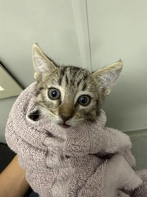 A baby small-sized female Domestic Short Hair cat named Clove for adoption in Ontario, CA