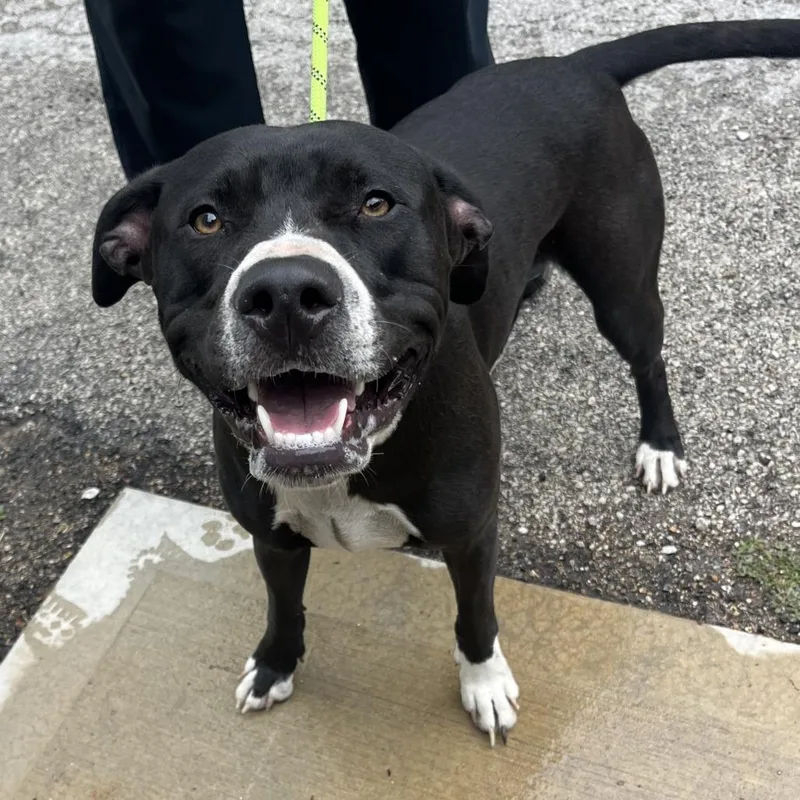An adult medium-sized male Black Mixed Breed dog named Turbo for adoption in Oak Park, IL