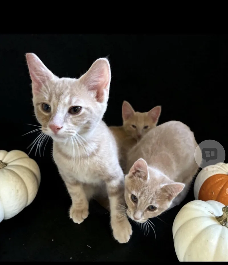 A baby medium-sized male Domestic Short Hair cat named Gabriel for adoption in Walled Lake, MI