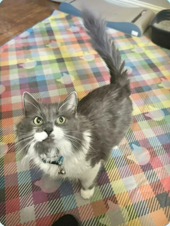 A young medium-sized female Gray & White Domestic Long Hair cat named Prin for adoption in Springfield, PA
