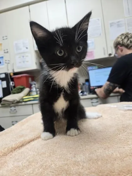 A baby small-sized male Domestic Short Hair cat named Yukon for adoption in Westland, MI