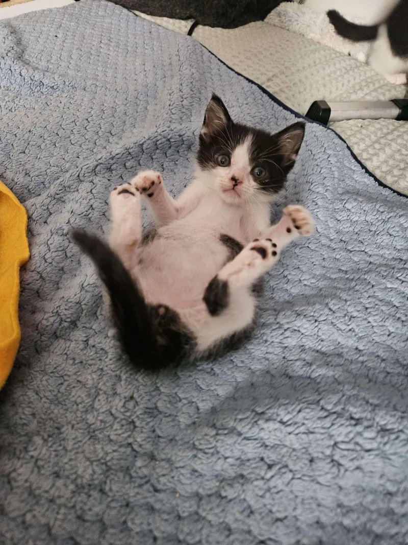 A young small-sized male Black & White / Tuxedo Domestic Short Hair cat named Jean Paul Valley for adoption in Rancho Santa Margarita, CA