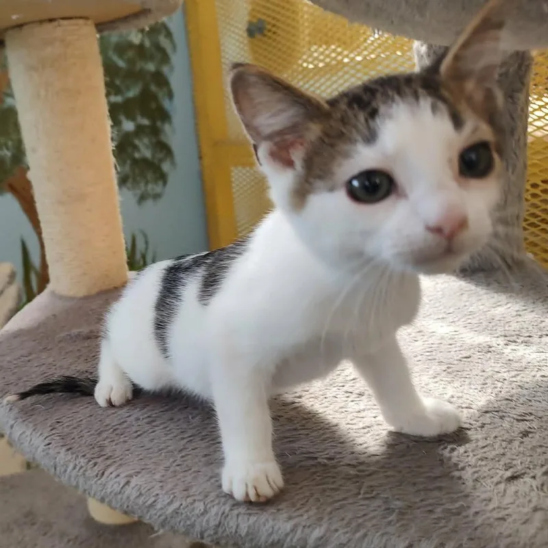 A baby small-sized male Gray / Blue / Silver Domestic Short Hair cat named Wallace for adoption in Las Cruces, NM