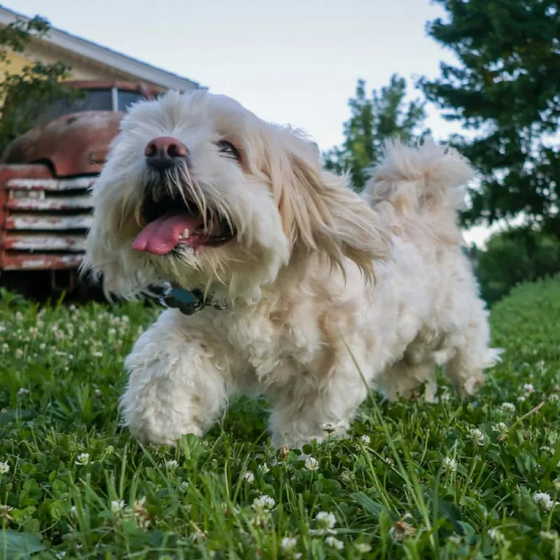 Baxter