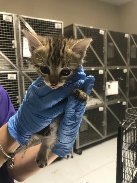 A baby small-sized female Domestic Short Hair cat named A for adoption in Conroe, TX