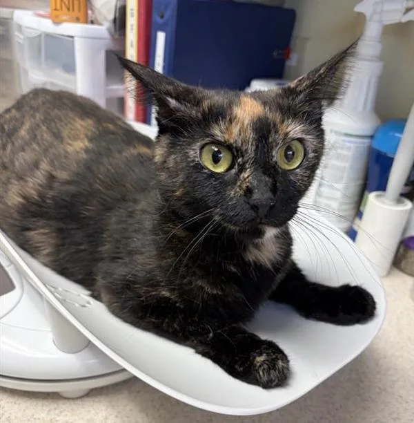 A young medium-sized female Domestic Short Hair cat named Bee for adoption in Great Falls, MT