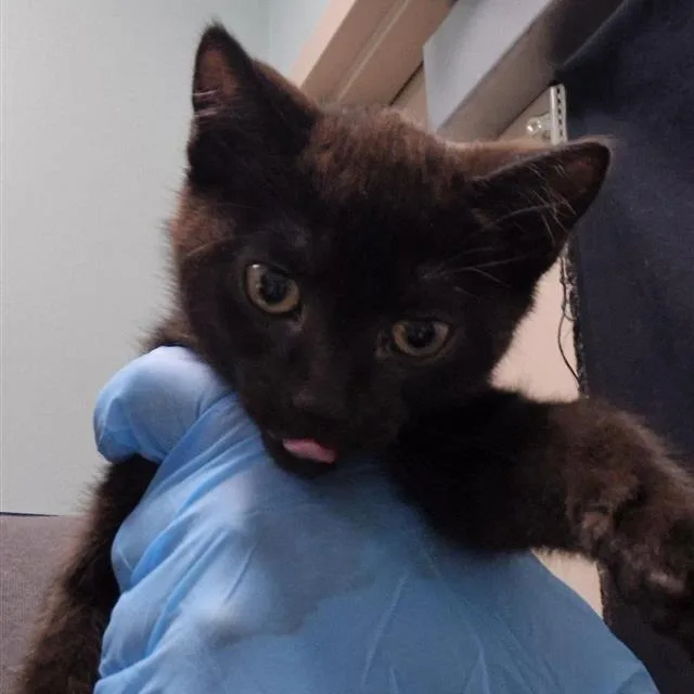 A baby small-sized female Black Domestic Short Hair cat named Unknown for adoption in Tacoma, WA