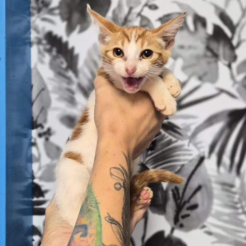 A baby small-sized male Orange / Red Domestic Short Hair cat named Clawd for adoption in Wahiawa, HI