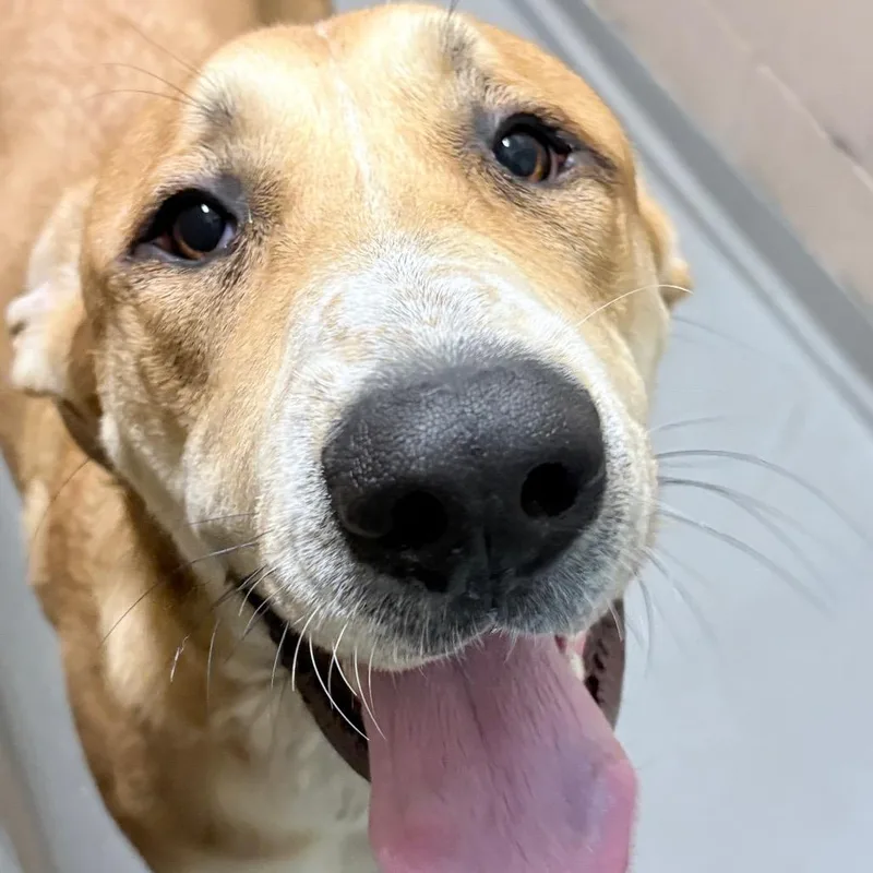 A young large-sized female Great Dane dog named Gracie for adoption in Tacoma, WA