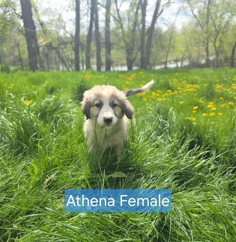 Athena