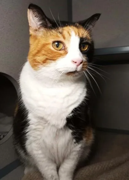 A senior large-sized female Domestic Short Hair cat named Carmel for adoption in Waupaca, WI