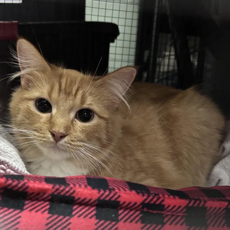 An adult medium-sized female Orange / Red Domestic Short Hair cat named Harmony C for adoption in Princeton, MN