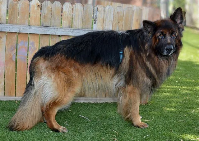 An adult large-sized male German Shepherd Dog dog named Max for adoption in West Valley City, UT