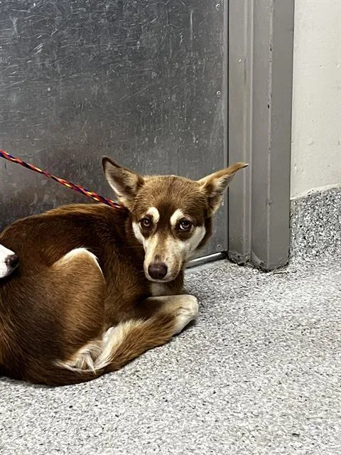 An adult medium-sized female German Shepherd Dog dog named Pappy for adoption in Pasadena, TX