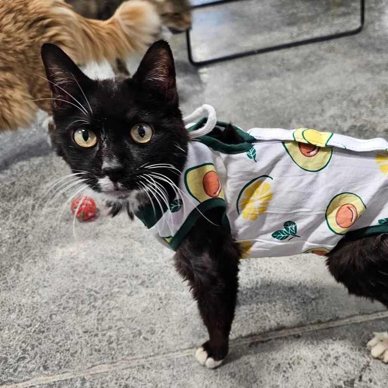 Mr.annie thumbnail 2