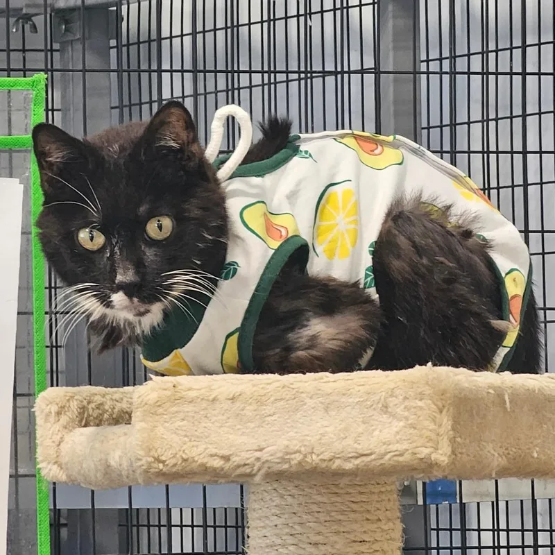 Mr.annie thumbnail 3