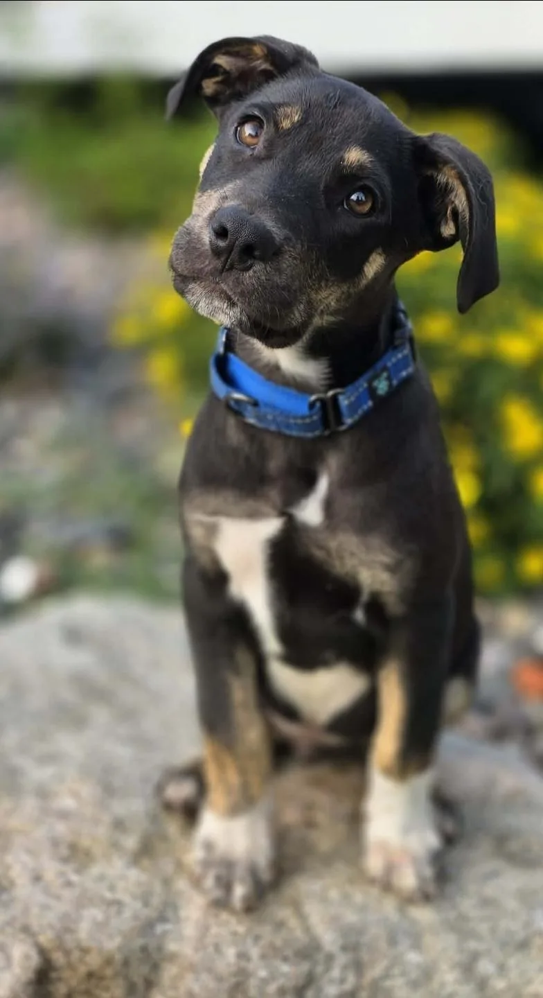 Bernie