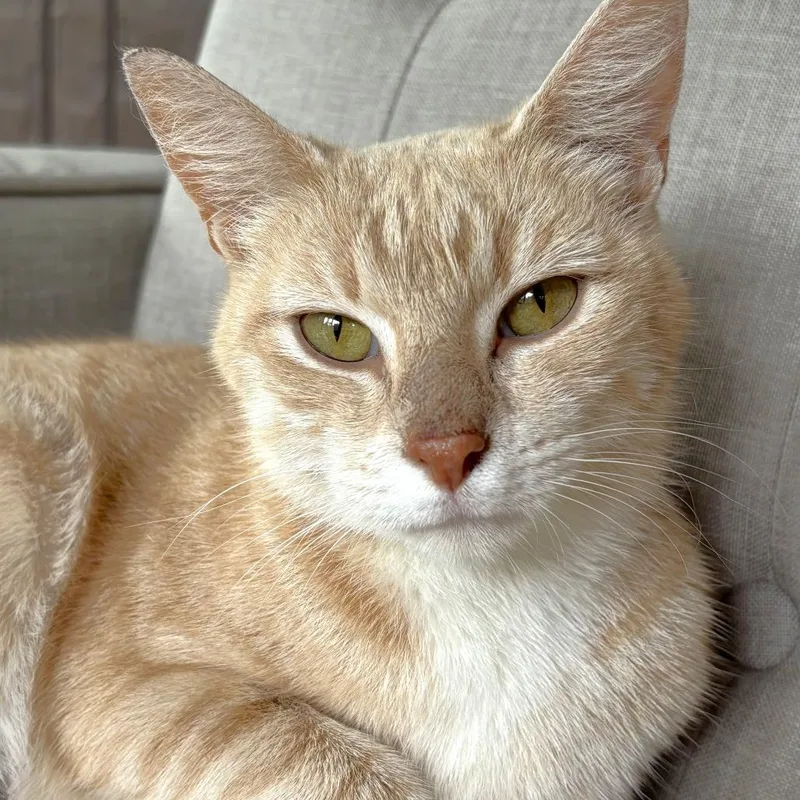 An adult medium-sized female Buff / Tan / Fawn Domestic Short Hair cat named Momma for adoption in Michigan City, IN