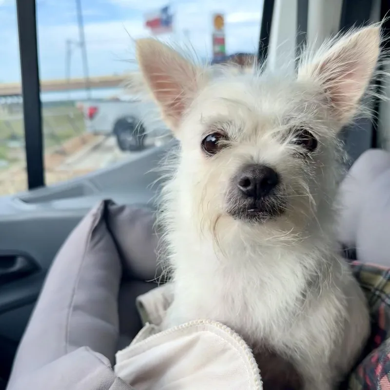An adult small-sized female White / Cream Chihuahua dog named Bebe for adoption in Ennis, TX