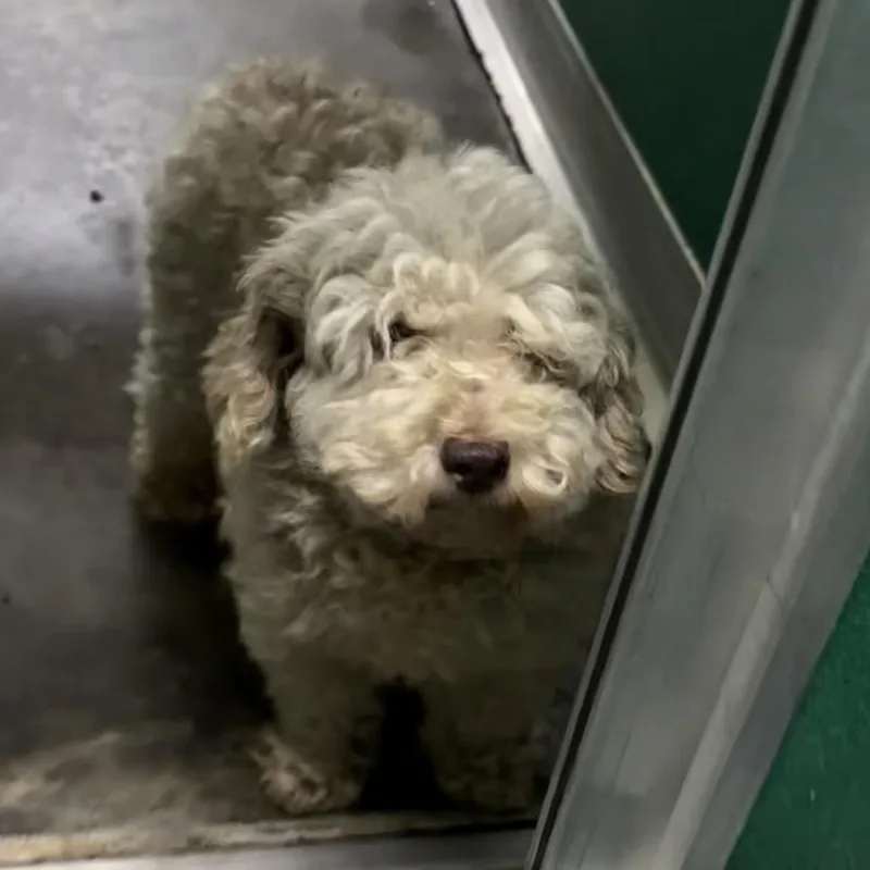 An adult small-sized male Apricot / Beige Poodle (Toy) dog named Teddy for adoption in Trenton, MO