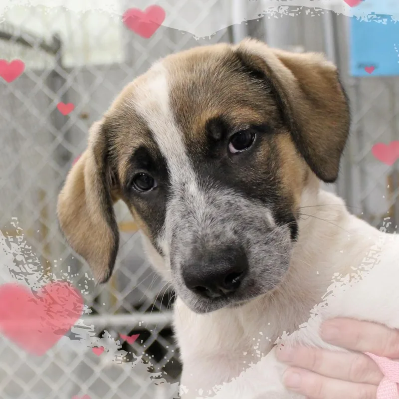A baby medium-sized male Yellow / Tan / Blond / Fawn Mixed Breed dog named Dandee for adoption in Amelia, OH