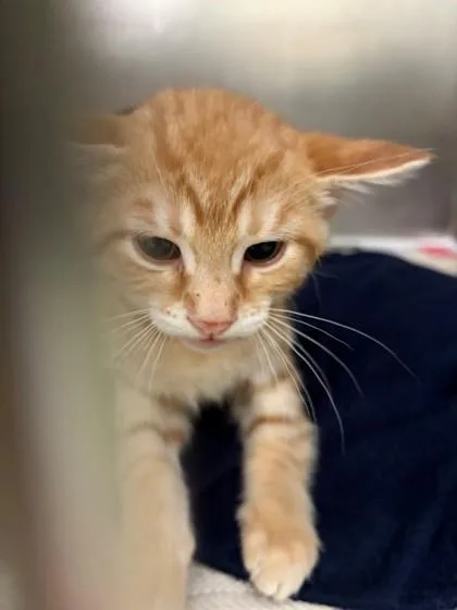 A baby small-sized male Domestic Short Hair cat named Sunkiss for adoption in Baraboo, WI